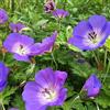 GardenersDream Geranium Rozanne Geranio Perenne Piante da Giardino Robuste Pianta Fiorita in Vaso