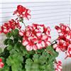 Generic Gerani pendenti pelargonio di selvatici esotici tappezzanti 300semi