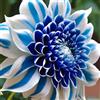 XCDHNV Dalia - Resistente, Perenne/Grandi Dimensioni/Ideale per Giardini e Balconi/Adatta ai Principianti-2Rizomi-C
