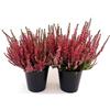 POWERS TO FLOWERS - ERICA CALLUNA ROSSA 2 PIANTE V12CM, piante vere