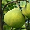 Vivai Decandia Giovanni PIANTA DI POMELO O SHADDOCK in fitocella - età 2/3 anni