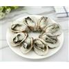 Mellsunny 8 ostriche artificiali con molluschi finti di mare, modello di ostriche simulate, campioni di cibo, per cucina, casa, feste, decorazioni