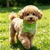 Keruidian Bandana per animali domestici personalizzata con nome, sciarpa ricamata per cani, bandana personalizzata per cuccioli, bandana carina per gatti, regalo di compleanno per animali domestici (verde)
