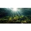 MIRRORANG 61x41cm Acquario Subacqueo Sfondo Pianta Acquatica Sole Terrario Sfondo Acquario Subacqueo Sfondo