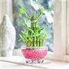 Easy Plants Lucky Bamboo Ribbon Pianta a 3 livelli con vaso a tema rosa e pietra di ghiaia
