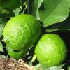 Vivai Decandia Giovanni PIANTA DI LIMONE DI TAHITI o LIME DEI CARAIBI in fitocella - età 2/3 anni