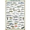 empireposter Educational Freshwater Fish - Süsswasserfische Bildung Lernposter Druck + 1 Ü-Poster der Grösse 61x91,5cm