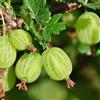 Vivai Decandia Giovanni PIANTA DI UVA SPINA VERDE in vaso 16/18