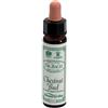 SANTIVERI Sa AINSWORTHS CHESTNUT BUD 10ML