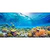 MIRRORANG 120x61cm Acquario Sottomarino Sfondo Blu Mare Corallo Reef Mondo Subacqueo Pesce Serbatoio Sfondo