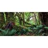 MIRRORANG 120x50cm Foresta Tropicale Terrario Sfondo Verde Enorme Albero Rettile Habitat Sfondo Foresta pluviale Acquario Sfondo Vinile Sfondo