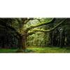 MIRRORANG 61x30cm Sfondo Terrario Foresta Profonda Sfondo Acquario Tropicale Sfondo Alberi Enormi Rettile Habitat Sfondo Vinile Sfondo