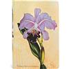 Paperblanks Diari a Copertina Rigida Orchidea Brasiliana | Bianco | Mini (95 × 140 mm)
