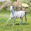 Alpha Edition Horses 2025 CALENDARIO DA PARETE 30X30 CM