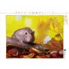 CALVENDO Dolce roditore. Puzzle da 1000 pezzi