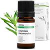 Aroma Labs Dragoncello BIO (Artemisia dracunculus) - 5 mL - Olio Essenziale Chemiotipizzato e Certificato AB - Aroma Labs - Made in France