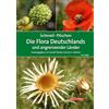 Quelle + Meyer SCHMEIL-FITSCHEN Die Flora Deutschlands und angrenzender Länder: Ein Buch zum Bestimmen aller wildwachsenden und häufig kultivierten Gefäßpflanzen