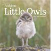 J-Novel Club Audubon Little Owls Mini Wall Calendar 2027: A Year of Fluffy and Round Owls