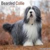 Avonside Publishing Ltd Bearded Collie 2026 Calendar | Square Wall Calendar | Dog Breed Gift | Plastic Free Packaging | by Avonside Publishing