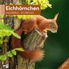 Ackermann Kunstverlag Eichhörnchen Broschürenkalender 2026 - 30x30 - Art12 | Niedlicher Tier-Kalender im schlanken Hochformat (aufgeklappt 30x60 cm) | Eintrage-Kalendarium