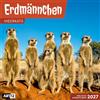 Ackermann Kunstverlag Erdmännchen Broschürenkalender 2027 - 30x30 - Art12 | Niedlicher Tier-Kalender im schlanken Hochformat (aufgeklappt 30x60 cm) | Eintrage-Kalendarium