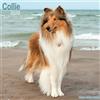 Avonside Publishing Ltd Collie 2026 Calendar | Square Wall Calendar | Dog Breed Gift | Plastic Free Packaging | by Avonside Publishing