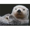 Ravensburger 12000235 - Piccola dolce nutria - puzzle 500 pezzi - puzzle adulti e ragazzi da 12 anni,