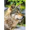 Nathan - Puzzle per adulti - Puzzle da 1000 pezzi - Lupo grigio europeo - Adulti e bambini a partire dai 14 anni - Puzzle di alta qualità - Misura perfetta - Collezione Wild Life - 12001146