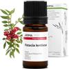 Aroma Labs Lentisco BIO (Pistacia lentiscus) - 5 mL - Olio Essenziale Chemiotipizzato e Certificato AB - Aroma Labs - Made in France