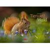 Ackermann Kunstverlag Tierwelt Wald Kalender 2026 | Bildstarker Tier-Kalender im Querformat (45x33 cm) | Heimische Wildtiere in ihrem Lebensraum