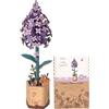 ROWOOD Puzzle 3D Fai da te Fiore in Legno Kit Modellino di Fiori Artificiali Da Montare Per Adulti (Lilac)