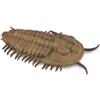 Bigjigs Toys COLLECTA Redlichia Rex Trilobite - (L)