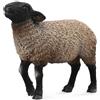 Collecta - Figura Pecore Suffolk, Tipo Inglese (88636)
