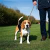 Generic Robusto guinzaglio piatto per cani, guinzaglio in nylon resistente con gancio in metallo per passeggiate e allenamento
