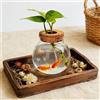 Generic Piccola ciotola per pesci, carina vasca Betta, ciotola in vetro per pesci altamente trasparente, mini vasi per acquario da tavolo per pesci Betta e piante idroponiche, stazione di propagazione delle