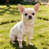 Generic Body per cani con stampa con fiocco, camicia in maglia a costine a maniche lunghe elasticizzata per animali domestici di taglia piccola e media, rosa, S