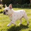 Generic Body per cani con stampa con fiocco, camicia in maglia a costine a maniche lunghe elasticizzata per animali domestici di taglia piccola e media, rosa, M
