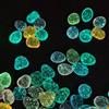 Generic 50 pietre colorate decorative per acquario, 2 cm, micro paesaggio, riutilizzabili, luminose, per accessori per acquario, giardino