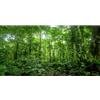 MIRRORANG 120x46cm Terrario Sfondo Acquario Tropicale Sfondo Verde Enorme Albero Rainforest Rettile Habitat Sfondo Vinile Sfondo