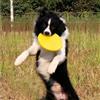 Generic 1/2 dischi volanti per cani, in gomma morbida, resistente ai morsi, frisbee galleggiante, per recuperare addestramento, parco, spiaggia, piscina, gioco, 1 pezzo, giallo