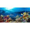 MIRRORANG 91x41cm Durevole Vinile Acquario Sfondo Corallo Pesce Tropicale Mondo Subacqueo Pesce Serbatoio Poster Sfondo