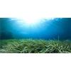 MIRRORANG 120x46cm Acquario Sfondo Pianta Acquatica Subacquea Oceano Pavimento Pesce Serbatoio Poster Sfondo Vinile Sfondo