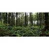 MIRRORANG 61x41cm Sfondo del terrario della Foresta Profonda Sfondo dell'acquario della Foresta pluviale Sfondo dell'albero Verde Rettile Habitat Sfondo del Vinile Durevole
