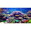 MIRRORANG 91x41cm Sottomarino Tema Acquario Sfondo Durevole Vinile Sfondo Colorato Corallo Pesce Tropicale Subacqueo Mondo Pesce Serbatoio Sfondo