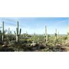 MIRRORANG 91x41cm Terrario Sfondo Blu Cielo Deserto Oasi Pietra Cactus Rettile Habitat Sfondo Durevole Vinile Sfondo