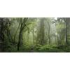 MIRRORANG 61x30cm Nebbioso Foresta Terrario Sfondo Pietra Verde Albero Rettile Habitat Sfondo Tropicale Foresta pluviale Acquario Sfondo Durevole Vinile Sfondo