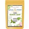 lotustoday Premium Guava Leaf 120 bustine di tè 100% pura foglie di guava naturale benessere