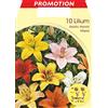 PRGA BULBI PRIMAVERILI LILIUM ASIATIC MIX CONFEZIONE DA 10 BULBI BULBS BULBES