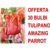 Generic OFFERTA 30 BULBI TULIPANO AMAZING PARROT BULBS BULBES