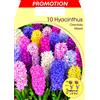 PRGA BULBI AUTUNNALI GIACINTO GARDEN MIX COLORI CONFEZIONE DA 10 BULBI BULBS profumati